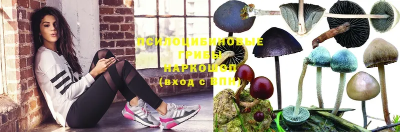 Псилоцибиновые грибы Psilocybe  Соликамск 